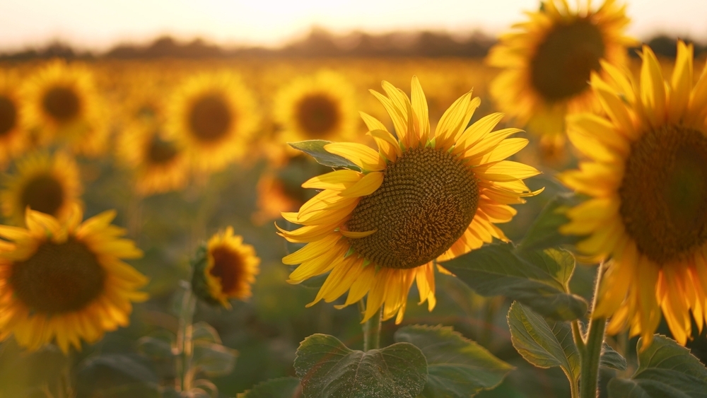 Primavera, banner, rami, di, in fiore, ciliegio, contro, sfondo, di, blu
