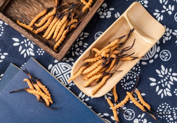 7 fatti molto sorprendenti sul fungo chiamato Cordyceps