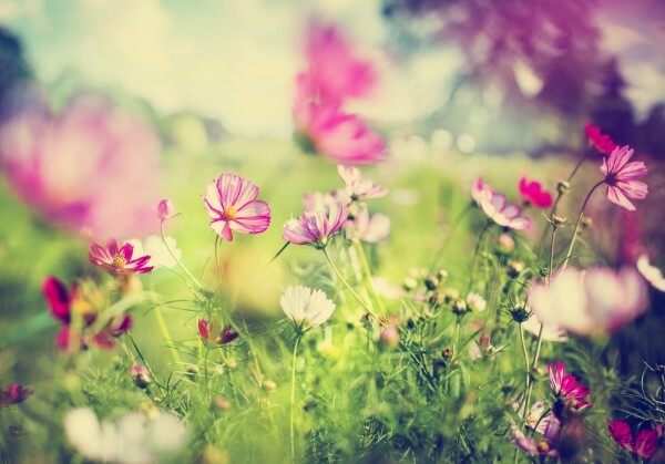 La primavera si risveglia