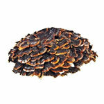 Estratto Coriolus 50%
