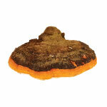 Polvere BIO Chaga