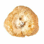 Polvere BIO Hericium