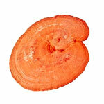 Estratto Reishi 30%